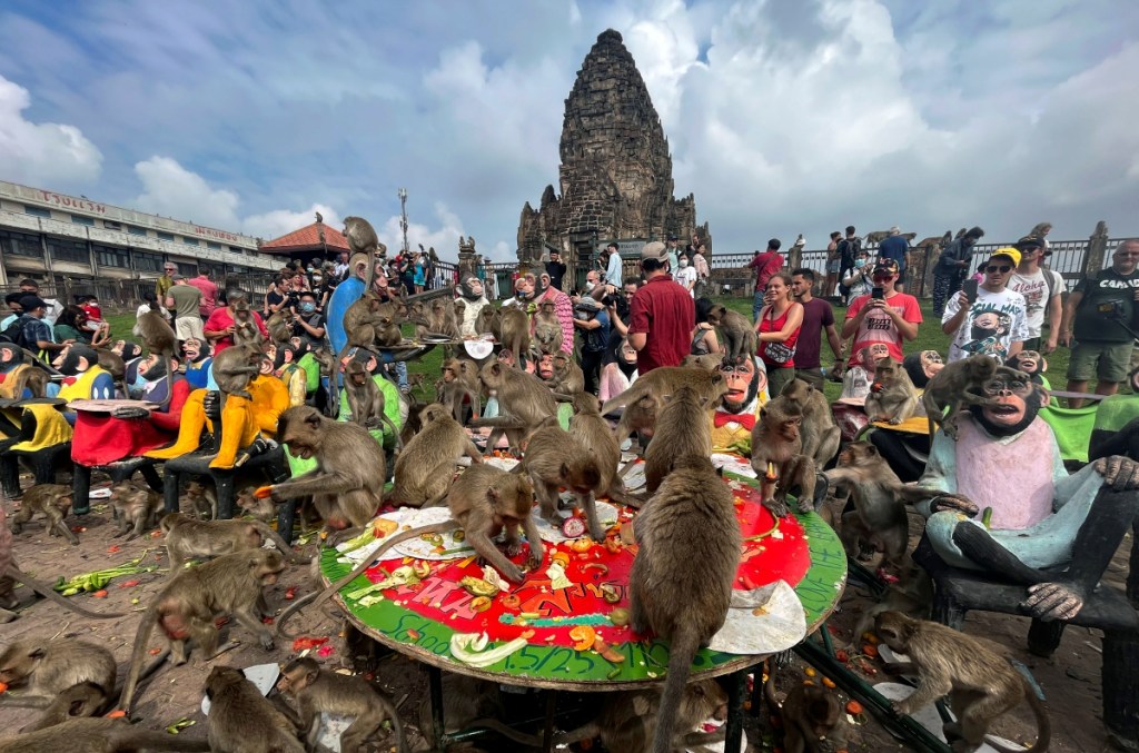 Numerosos monos comen fruta durante la fiesta de los primates en la provincia de Lopburi, en Tailandia