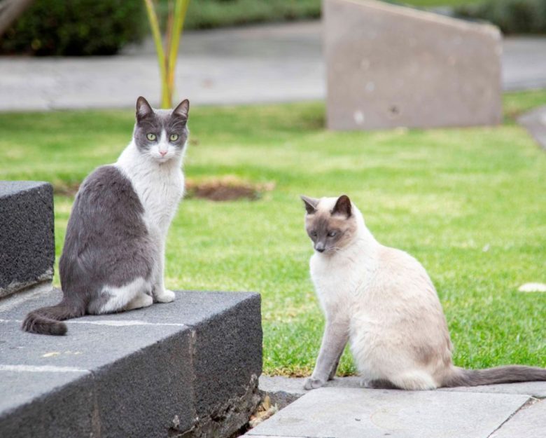 Por orden directa del presidente Andrés Manuel López Obrador, los 19 gatos que viven en Palacio Nacional serán los primeros animales en la historia de México que el gobierno reconoce como "activos fijos vivos"