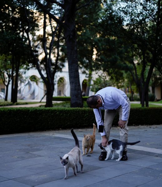 Un gato salvaje que vive en el Palacio Nacional prueba un helado. Los trabajadores creen que hay gatos entre los cactus y la densa vegetación de los jardines al menos desde hace 50 años. A la izquierda, algunos gatos se acercan con confianza al veterinario Jesús Arias