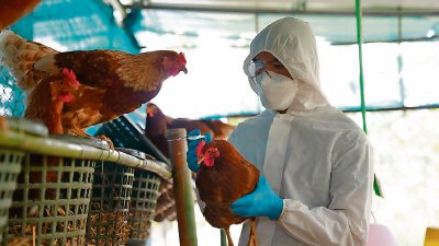 Un profesional examina una gallina en una granja como parte de las labores para detectar la posible presencia del virus H5N1 de la gripe aviar