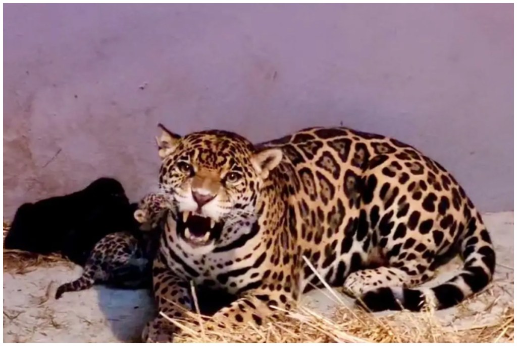 La jaguar de nombre África dio a luz a los tres cachorros, dos hembras y un macho en el Zoológico de Chapultepec