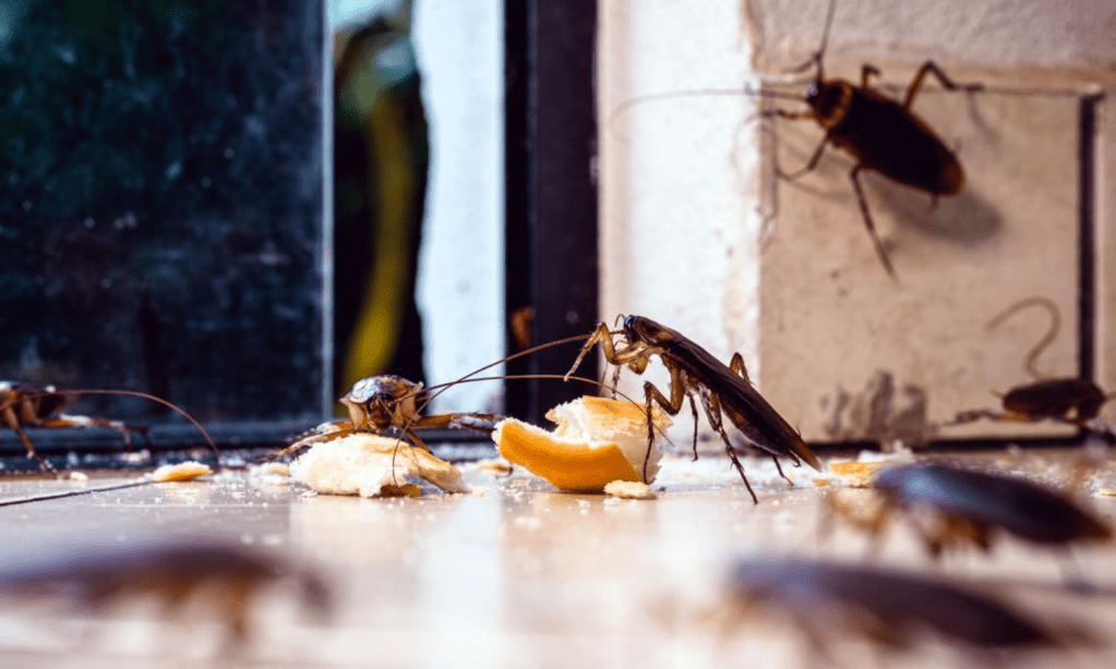 Alerta en México por la supercucaracha, vuela y es más resistente; elimínala así