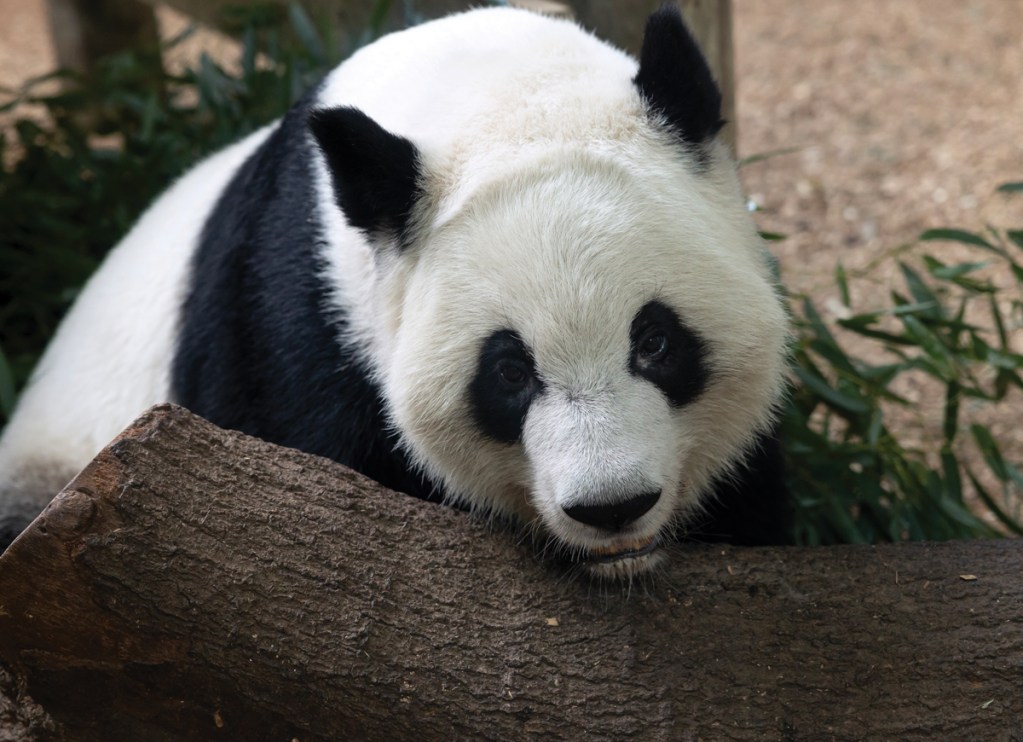 oso panda gigante