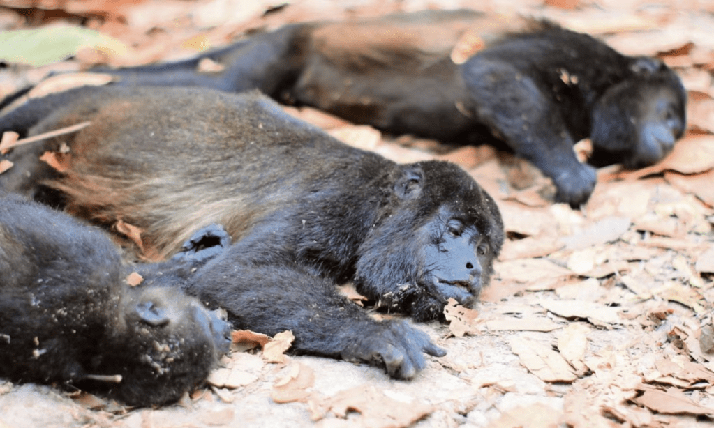 Mortandad de monos aulladores por calor extremo en Tabasco y Chiapas