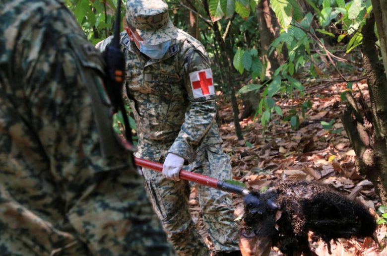 Un miembro del Ejército retira con pala el cuerpo de un mono aullador que murió sofocado en medio de las temperaturas extremadamente altas en las cercanías de la comunidad de Tecolutilla, en Tabasco