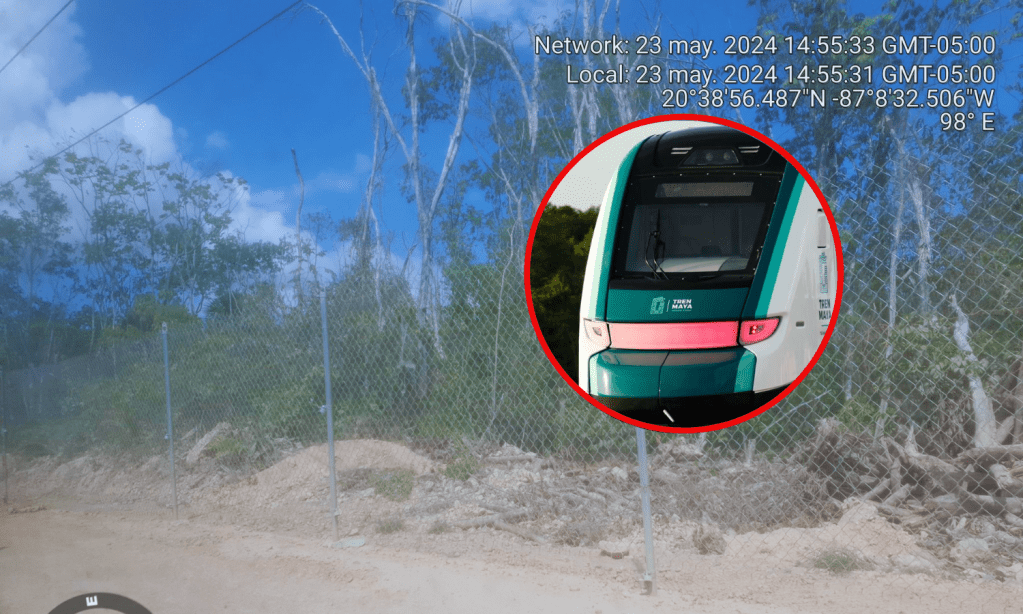 “Sedena no cumplió”, impiden paso de fauna en Tren Maya: activistas exhiben VÍDEO