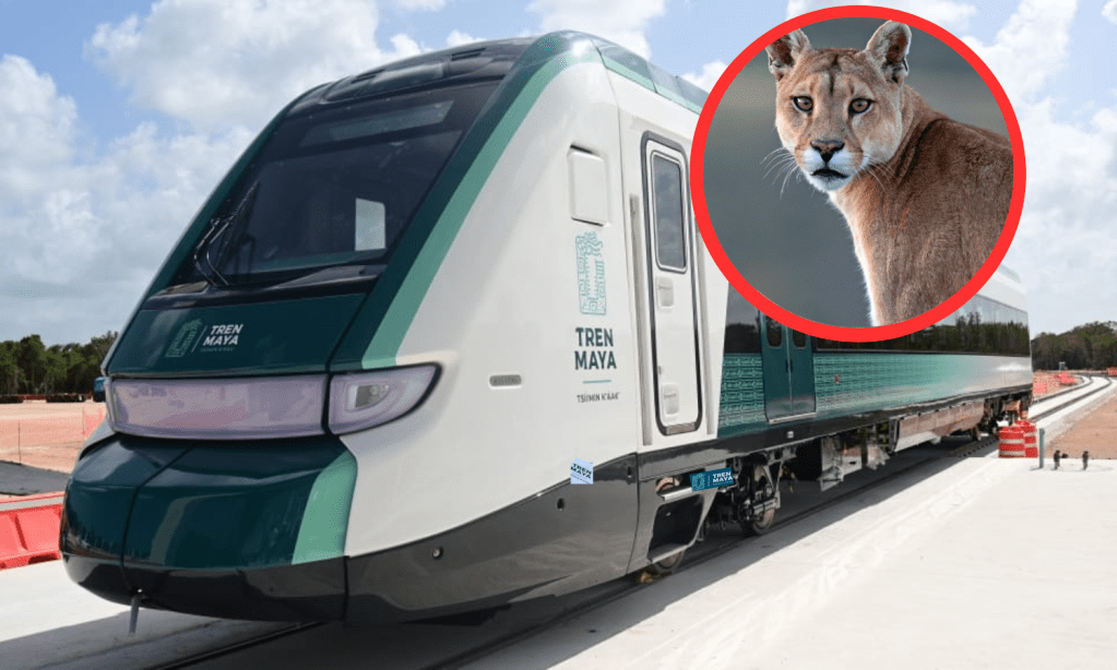 Tren Maya: preocupa puma cruzando vías en tramo 5, ¿y los pasos de fauna VÍDEO