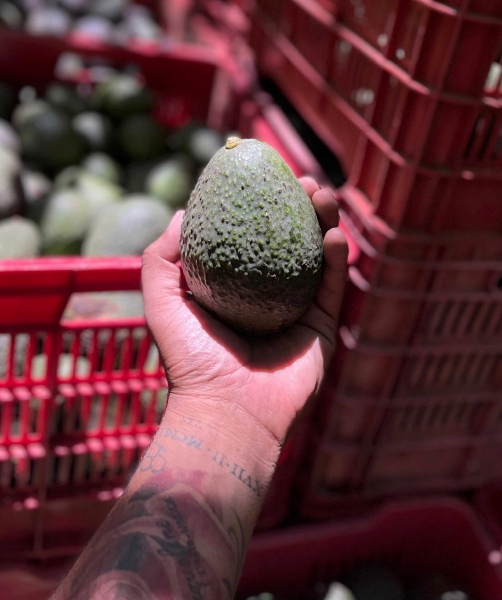El precio del aguacate subió 28.2% en mayo pero prevén que baje tras una medida