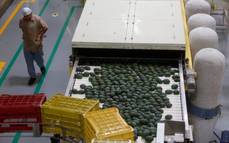 Grupo Consultor de Mercados Agrícolas señaló que se pueden enfrentar mermas y pérdidas por el tiempo de vida del aguacate