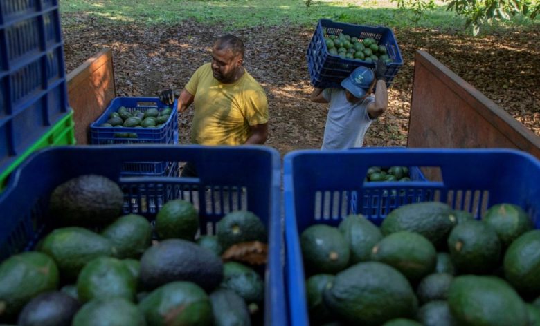Productores de aguacate michoacano calcularon en 52 millones de dólares semanales las pérdidas por el freno de EE.UU. a las importaciones