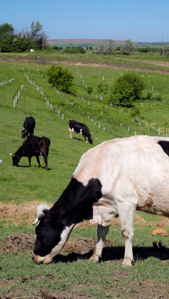 Vacas pastan en un campo en Luncavita, Rumanía