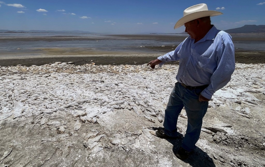 Rafael Murillo muestra peces muertos debido a la sequía en la laguna de Bustillos, en el municipio de Cuauhtémoc, en el estado de Chihuahua. La laguna está a unos 30 kilómetros de la cabecera municipal