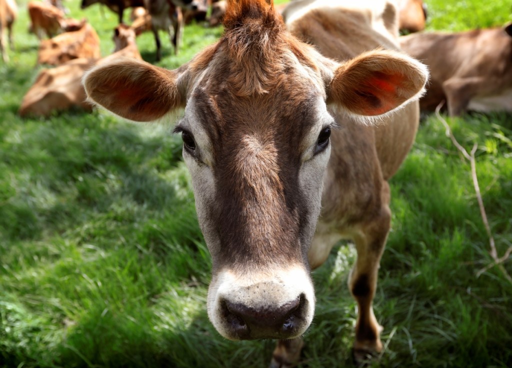 Una vaca pasta en Iowa. La OMS informó que aumentaron los brotes de gripe aviar en ganado vacuno de Estados Unidos