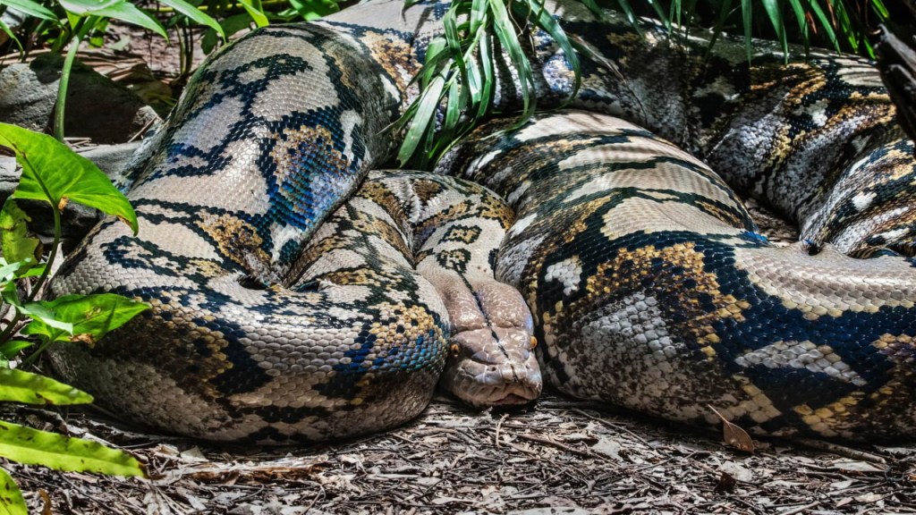 Mujer de 45 años fue atacada y devorada por una pitón de cinco metros tras entrar al bosque cerca de su aldea en Indonesia