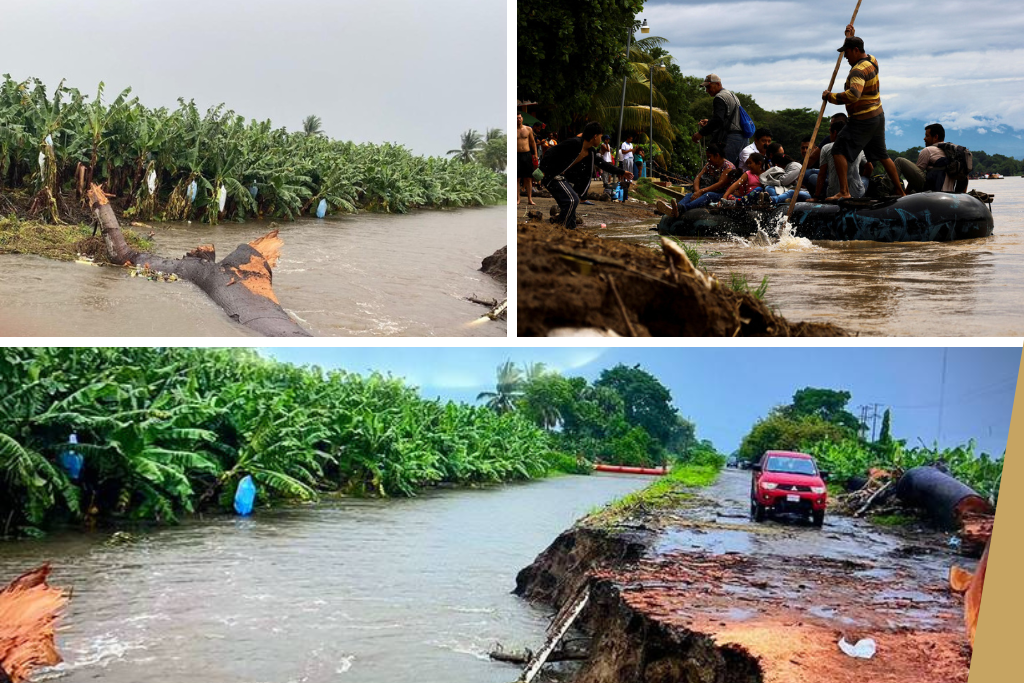 desastre agrícola por lluvias Chiapas