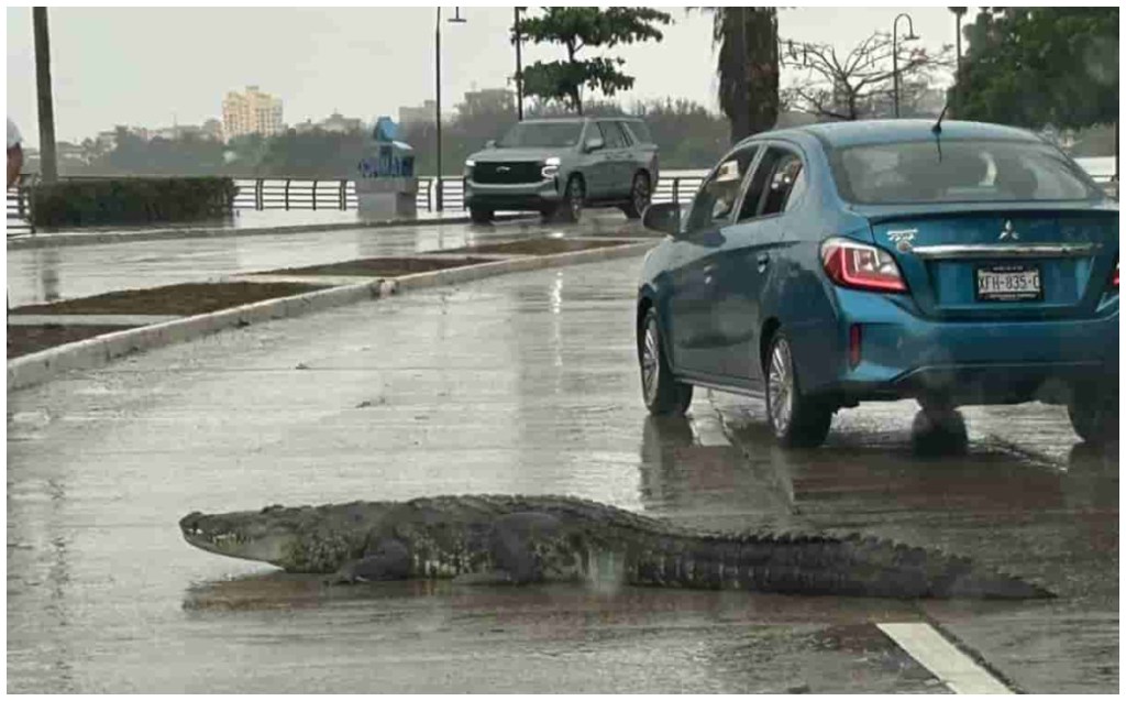 Cocodrilo de varios metros es visto "paseando" una de las principales avenidas de Tampico, Tamaulipas tras "Alberto"