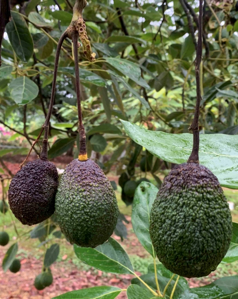 El envío de aguacate mexicano a EE.UU. fue frenado tras activarse un protocolo