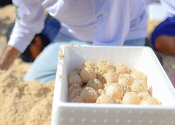 Resguarda Gobierno de Cancún Nidos de Tortugas por llegada del Huracán Beryl