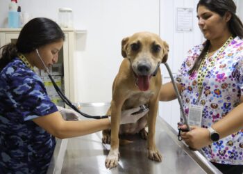 En Cancún, cero tolerancia al maltrato animal: Ana Paty Peralta