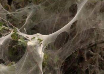 Incremento de Arañas en Chetumal: Un Fenómeno Natural Beneficioso