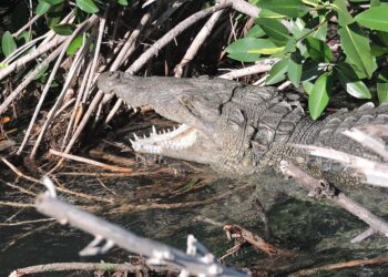 Aumento de Avistamientos de Cocodrilos en Cancún tras Huracán ‘Beryl’
