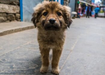 Feria de Adopción “Adopta Fest” en Cancún: Encuentra un Hogar para Mascotas Rescatadas este 27 de Julio