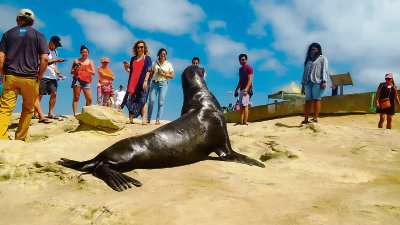 Un león marino rodeado por un grupo de veraneantes en una playa de La Jolla, en San Diego, California. Empresarios de la playa y organizaciones ambientalistas piden a las autoridades tomar cartas en el asunto