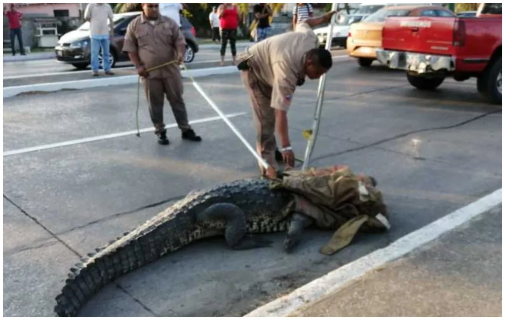 Invasión de cocodrilos en Tamaulipas: Suman 165 ejemplares capturados y reubicados tras paso de “Alberto” y “Beryl”