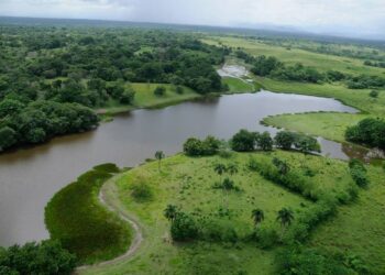 Reforestación y Limpieza en Laguna del Manatí por el Día Internacional de los Manglares