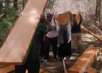 Decomisan Tablones de Cedro en Tihosuco, Quintana Roo