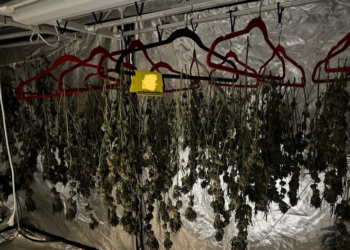 Fiscalía Desmantela Invernadero Clandestino de Marihuana en Cancún