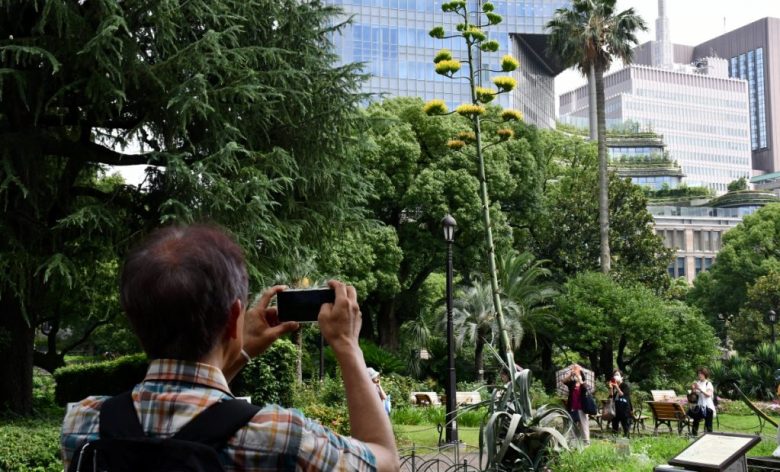 Visitantes han aprovechado la caída del yen para viajar a Japón