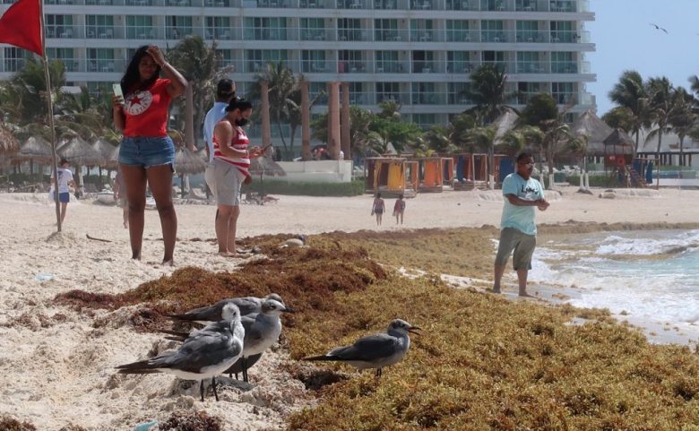 Un aspecto de una playa de Cancún, Quintana Roo, donde los recales de sargazo se incrementan de moderados a muy intensos durante varias épocas del año, lo cual tiene repercusiones económicas