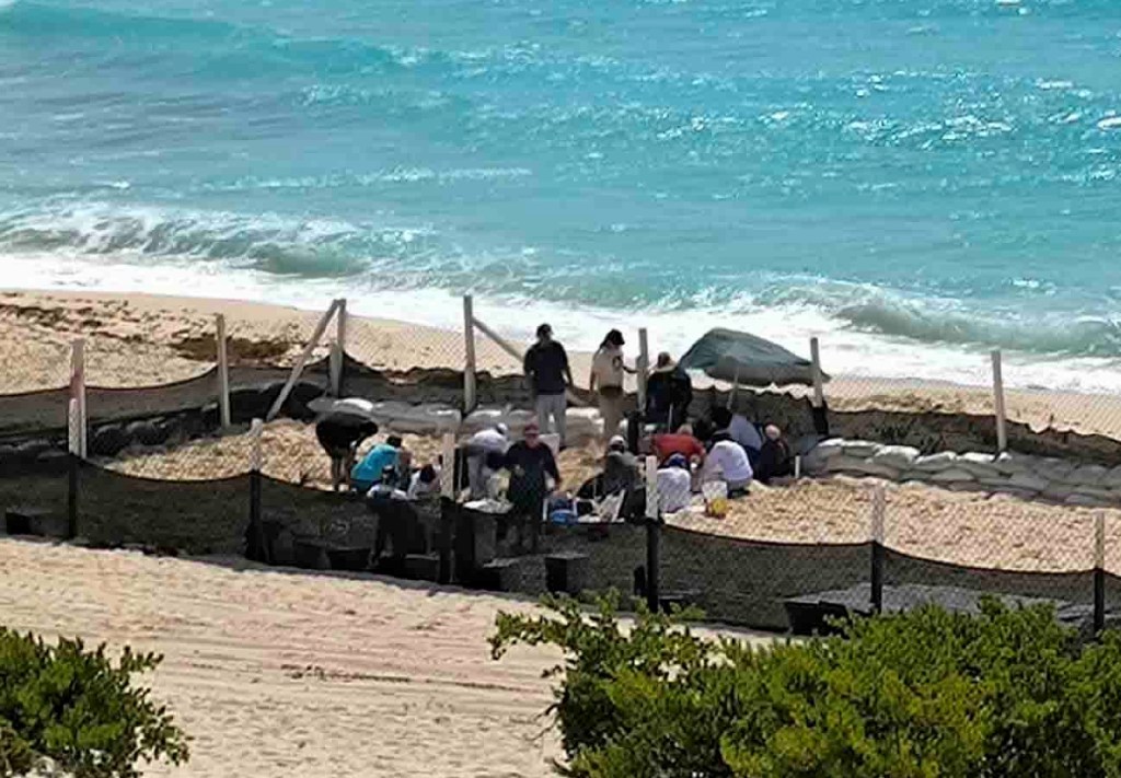 Personal del Programa de Protección de la Tortuga Marina de Cancún puso a salvo 105 mil huevos de tortuga, alojados en 915 nidos