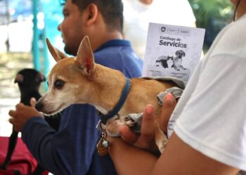 Invitan a Registro para la Campaña de Esterilización Canina y Felina
