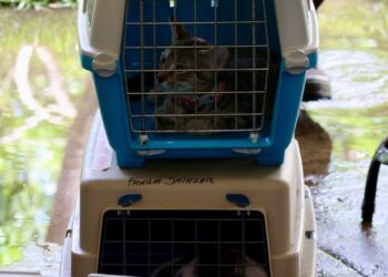 Autoridades Encabezan Campaña de Esterilización Gratuita para Mascotas en Cancún