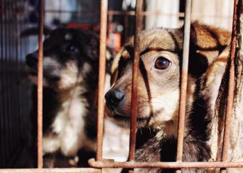 Protección Animal en Cancún: Sanciones y Campañas Contra el Maltrato y Crueldad