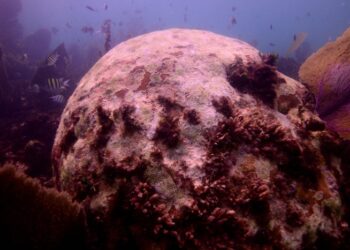 Impacto de la Contaminación en los Arrecifes de Coral de Quintana Roo: Un Estudio Revelador