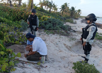 Guardia Nacional Recupera Huevos de Tortuga Marina Robados en Tulum y Los Entrega a Autoridades Ambientales