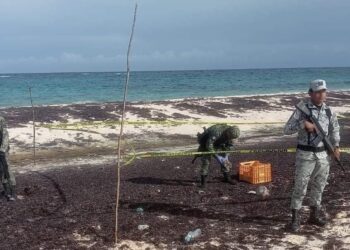 Encuentran Ocho Paquetes de Cocaína Ocultos entre el Sargazo en la Playa Castillo Real, Cozumel