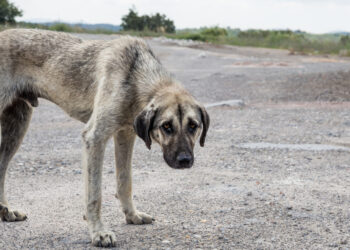 Denuncia el Maltrato Animal en Cancún: Guía para Reportar y Proteger a las Mascotas