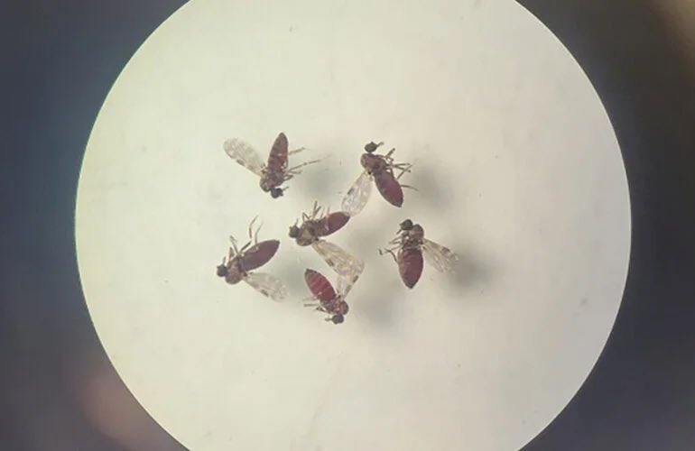 virus Oropouche