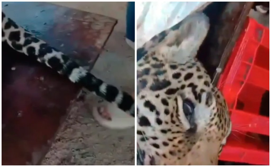 Autoridades de Cancún, Quintana Roo buscan a carnicero que atrapó, mató y despellejó a un jaguar tras denuncia en redes sociales