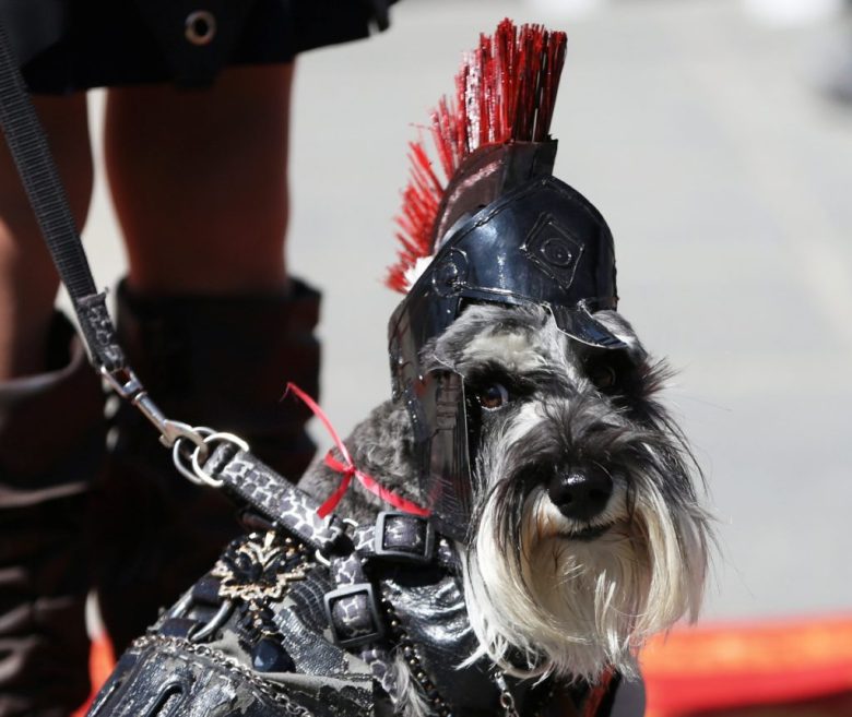 Arriba y a la derecha, perros disfrazados durante la conmemoración del Día de San Roque, patrono de los canes, ayer viernes en La Paz, Bolivia. La cita fue en un parque de la Estación Central del Teleférico, sede de Gobierno boliviano