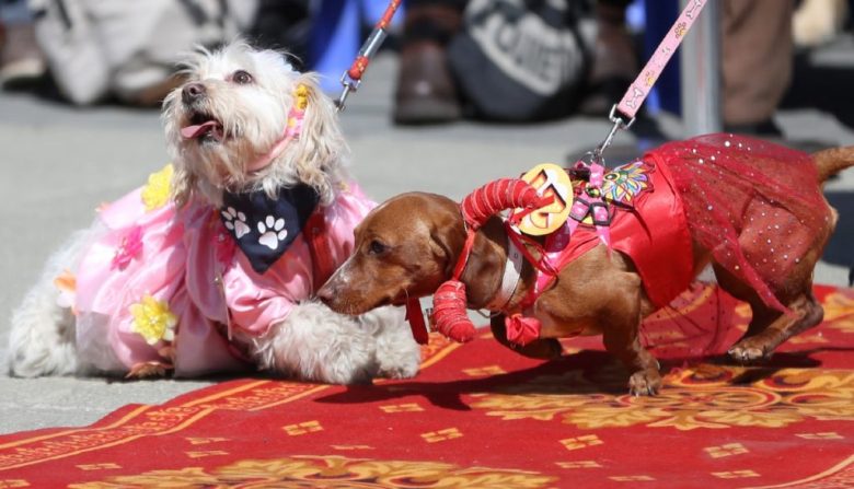 Arriba, un perrito disfrazado de chef, con su dueña. A la derecha, “Canino”, un poodle de 9 años que llegó al desfile disfrazado con un poncho y gorro de lana tradicionales de Bolivia. Fue uno de los primeros en estar en la pasarela con su dueña y se ganó los aplausos del público