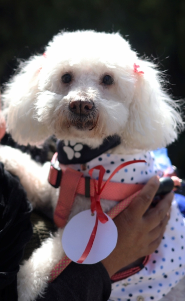 Otro de los perritos que ayer participaron en el desfile