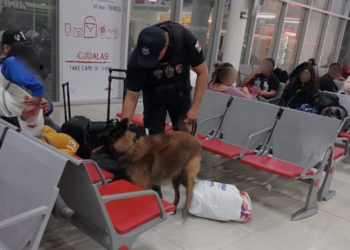 SSC y Unidad Canina Intensifican Operativos de Seguridad en Quintana Roo para Combatir la Delincuencia