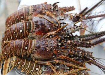 Pérdidas Millonarias para Pescadores de Langosta en Cozumel por Retrasos en Permisos de Cofepris