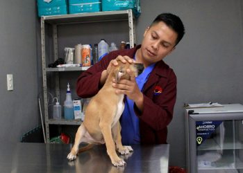 Conservación en acción: ¿Cómo Cancún protege a millones de tortugas y mascotas? Descúbrelo aquí