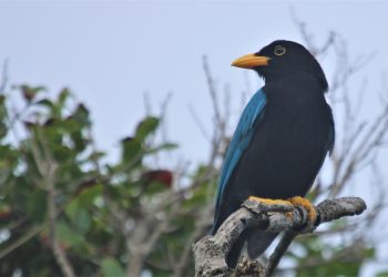 ¿Qué Significa la Nueva Protección de 53 Mil Hectáreas en Quintana Roo para la Selva y sus Habitantes?